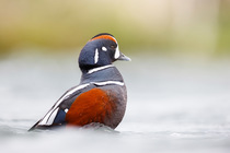 Harlequin duck (Histrionicus histrionicus) drake, on water, River Laxa, Myvatn, Iceland. June.
