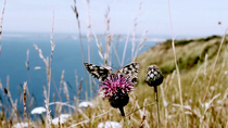 Marbled white butterfly (Melanargia galathea) attacking another Marbled white on a Lesser knapweed (Centaurea nigra) flower. The aggressor manages to dislodge the butterfly, causing it to flee. Ringst...