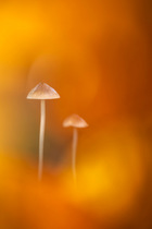 Fungi, unidentified species, among autumnal colour, Bolderwood, New Forest National Park, Hampshire, UK. November.