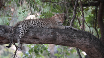 Leopard (Panthera pardus) female panting and resting on an overhanging branch. The animal turns its head. South Luangwa National Park, Zambia.
