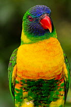Marigold lorikeet (Trichoglossus capistratus) portrait, Jurong Bird Park, Singapore. Captive, occurs in Timor.