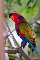 Black-capped lory (Lorius lory erythrothorax) perched on branch, Jurong Bird Park, Singapore. Captive, occurs in New Guinea.