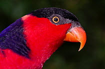 Black-capped lory (Lorius lory erythrothorax) head portrait, Jurong Bird Park, Singapore. Captive, occurs in New Guinea.