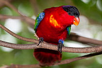 Purple-naped lory (Lorius domicella) perched on branch, Jurong Bird Park, Singapore. Captive, occurs in Moluccas, Indonesia. Endangered.