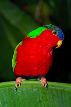 Collared lory (Phigys solitarius) perched on leaf, Fiji. Captive.
