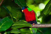 Collared lory (Phigys solitarius) perched on branch, Fiji.