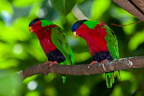 Two Collared lorys (Phigys solitarius) perched on branch, Fiji.
