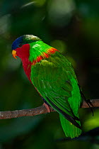 Collared lory (Phigys solitarius) perched on branch, Fiji.
