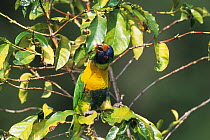 Marigold lorikeet (Trichoglossus capistratus) perched in tree, feeding on leaves, West Timor, Indonesia. Captive.