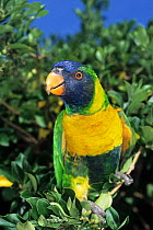 Marigold lorikeet (Trichoglossus capistratus) perched in tree, West Timor, Indonesia. Captive.