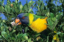 Marigold lorikeet (Trichoglossus capistratus) perched in tree feeding on flower nectar, West Timor, Indonesia. Captive.