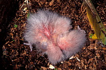 Scaly-breasted lorikeet (Trichoglossus chlorolepidotus) chicks in nest, Australia.