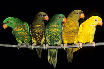 Five Scaly-breasted lorikeets (Trichoglossus chlorolepidotus) perched side by side, showing colour variations, Australia. Captive.