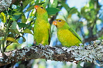 Perfect lorikeet (Trichoglossus euteles) pair, perched on branch, West Timor, Indonesia.