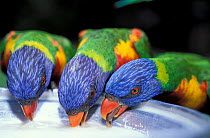 Three Rainbow lorikeets (Trichoglossus moluccanus) feeding from bowl, Currumbin Bird Sanctuary, Queensland, Australia.
