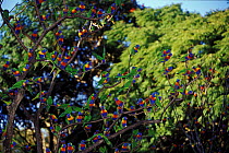 Rainbow lorikeet (Trichoglossus moluccanus) flock perched in trees, Currumbin Bird Sanctuary, Queensland, Australia.