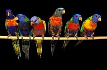 Rainbow lorikeets (Trichoglossus moluccanus) perched side by side, showing varying colour morphs, including normal, Blue fronted, Cinnamopn and Olive. Australia. Captive.