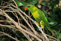 Flores lorikeet (Trichoglossus weberi) perched in tree, Flores Island, Indonesia. Captive.