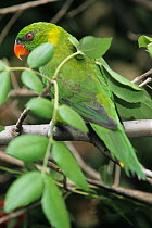 Flores lorikeet (Trichoglossus weberi) perched in tree, Flores Island, Indonesia. Captive.