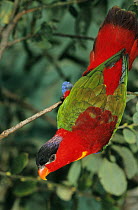 Purple-naped lory (Lorius domicella) perched on branch, Moluccas, Indonesia. Captive. Endangered.