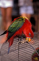 Chattering lory (Lorius garrulus) perched on top of birdcage, playing with piece of string, Moluccas, Indonesia. Captive.