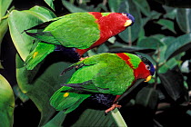 Collared lory (Phigys solitarius) pair, perched on branch, Fiji.