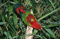 Chattering lory (Lorius garrulus morotaianus) perched on branch, Morotai island, Moluccas, Indonesia. Captive.