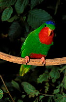 Blue-crowned lory (Vini australis) perched on branch, Western Samoa. Captive.