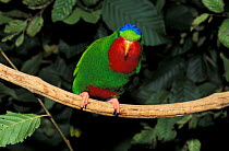 Blue-crowned lory (Vini australis) perched on branch, Western Samoa. Captive.