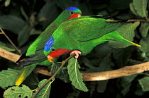 Two Blue-crowned lorys (Vini australis) perched on branch, Western Samoa. Captive.