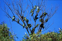Purple-crowned lorikeet (Glossopsitta porphyrocephala) flock perched in tree, Australia.