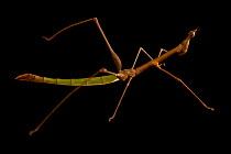 Horsehead grasshopper (Pseudoproscopia sp.) female, portrait, Centro de Rescate Amazonico, Iquitos, Peru. Captive.