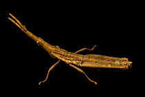 Spear-headed grasshopper (Omura congrua) male, portrait, Urku Center, Tarapoto, Peru. Captive.