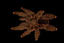 Peruvian pinktoe tarantula (Avicularia juruensis) portrait, Centro de Rescate Amazonico, Iquitos, Peru. Captive.
