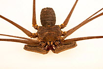 Whip scorpion (Heterophrynus sp.) portrait, Urku Center, Tarapoto, Peru. Captive.
