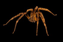 Brazilian wandering spider (Phoneutria fera) portrait, Urku Center, Tarapoto, Peru. Captive.
