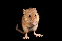 Eurasian harvest mouse (Micromys minutus) standing on hind legs, portrait, Omaha's Henry Doorly Zoo and Aquarium. Captive, occurs in Europe and Asia.