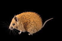 Golden spiny mouse (Acomys russatus) portrait, Plzen Zoo. Captive, occurs in Egypt and Middle East.