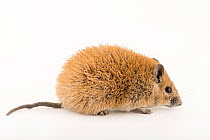 Golden spiny mouse (Acomys russatus) portrait, Plzen Zoo. Captive, occurs in Egypt and Middle East.