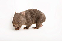Tasmanian wombat (Vombatus ursinus tasmaniensis) infant, aged 10 months, portrait, Healesville Sanctuary, Australia. Captive.