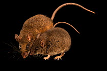 Two Talamancan deermice (Peromyscus nudipes) adult and juvenile, portrait, from the wild near San Jose, Costa Rica.