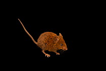 Chiriqui singing mouse (Scotinomys xerampelinus) portrait, from the wild near San Jose, Costa Rica.