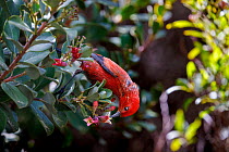 Apapane bird (Himatione sanguinea) feeding on nectar from flower blossom whilst perching in tree, Hosmer Grove, Haleakala National  Park, Maui, Hawaii, USA.