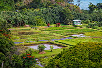 Taro root (Colocasia esculenta) crops growing in ponds, Ke'anae peninsula, Maui, Hawaii, USA.