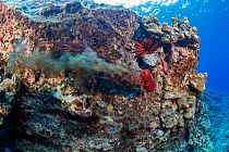 Day octopus (Octopus cyanea) releasing an ink cloud to escape predator on reef, as Red pencil urchin (Heterocentrotus mamillatus) rests behind, Hawaii, USA, Pacific Ocean.