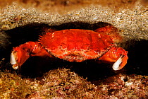 Splendid pebble crab (Etisus splendidus) defensively hiding in crevice, Hawaii, USA, Pacific Ocean.