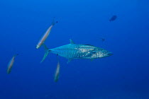 Narrow-barred Spanish mackerel (Scomberomorus commerson) swimming through open water as other fish swim behind, Fiji, Pacific Ocean.
