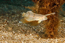 Peacock razor wrasse (Iniistius pavo) juvenile imitating a drifting leaf by bending while swimming, Hawaii, USA, Pacific Ocean.
