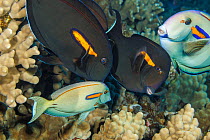 Orangeband surgeonfish (Acanthurus olivaceus) visiting cleaning station of Hawaiian cleaner wrasse (Labroides phthirophagus).They change colour to expose parasites, some turning black and others turni...