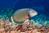 Rockmover wrasse (Novaculichthys taeniourus) swimming over coral reef, Hawaii, USA, Pacific Ocean.
